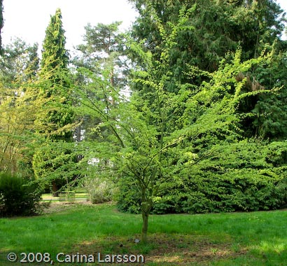 Acer Acer crataegifolium